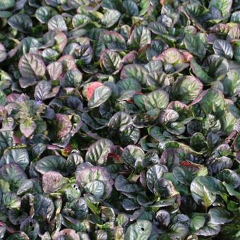 Ajuga reptans 'Catlins Giant'