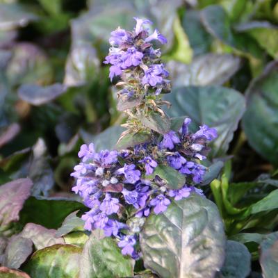 Zennegroen, Zenegroen - Ajuga reptans 'Catlins Giant'