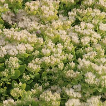 Sedum spectabile 'Iceberg'