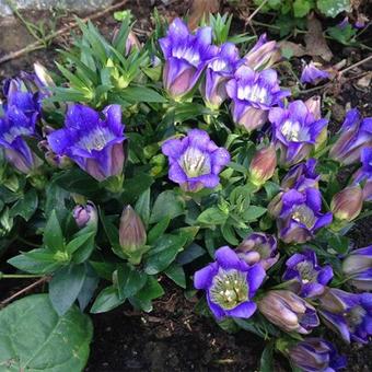 Gentiana scabra 'Blue Heart'