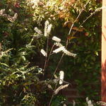 Actaea simplex 'Giant Strain' - Christoffelkruid