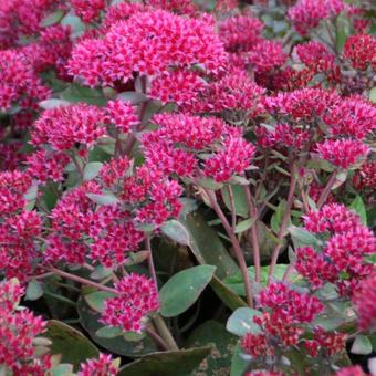 Sedum telephium 'Thunderhead'