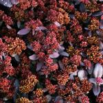 Sedum 'TOUCHDOWN Teak' - Vetkruid