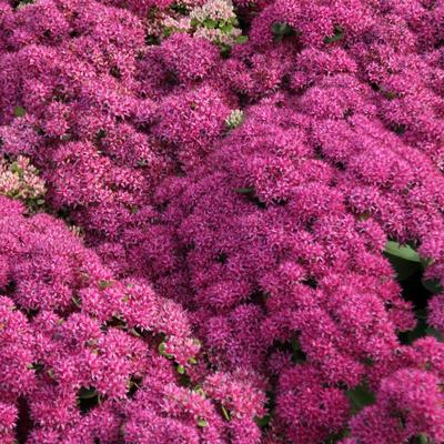 Vetkruid - Sedum 'Mr Goodbud'