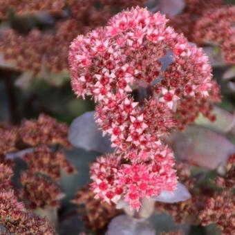 Sedum 'José Aubergine'