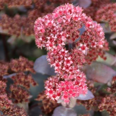 Hemelsleutel - Sedum 'José Aubergine'