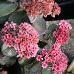 Sedum 'Orbit Bronze' - Hemelsleutel