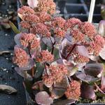 Sedum 'Chocolate Drop' - Hemelsleutel, vetkruid