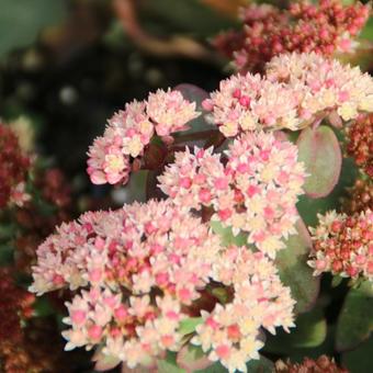 Sedum 'Twinkling Star'