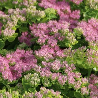 Sedum spectabile 'Brillant'