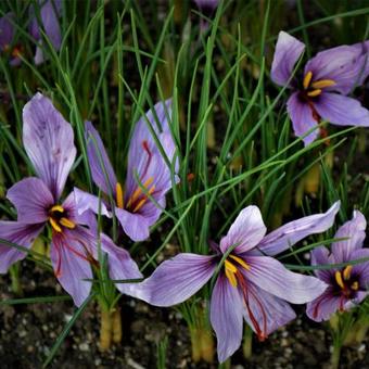 Crocus sativus