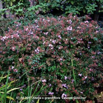 Abelia x grandiflora 'Edward Goucher'