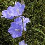 Campanula medium 'Poem Blue' - Mariëtteklokje