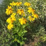 Rudbeckia hirta 'Irish Eyes' - Zonnehoed