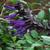 Salvia 'Amistad'