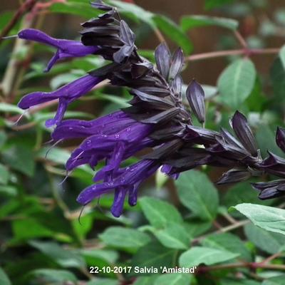 Salie - Salvia 'Amistad'