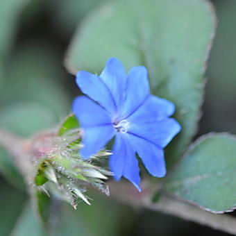 Ceratostigma griffithii