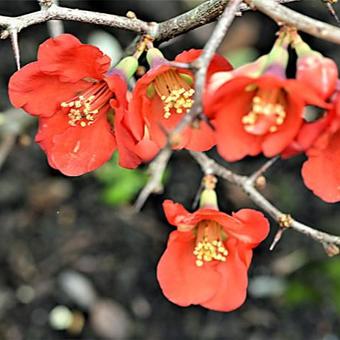 Chaenomeles x superba 'Fire Dance'