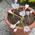 Crocus pulchellus - Herfstkrokus