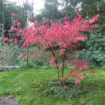 Euonymus alatus