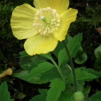 Meconopsis cambrica