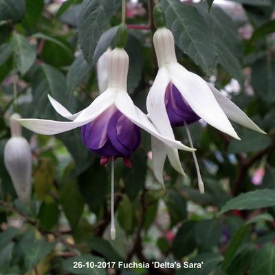 Bellenplant - Fuchsia 'Delta's Sara'