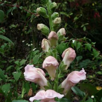 Antirrhinum