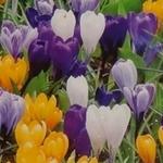 Crocus 'Grandiflora' - Krokus