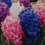 Hyacinthus orientalis 'Delight' - Hyacint