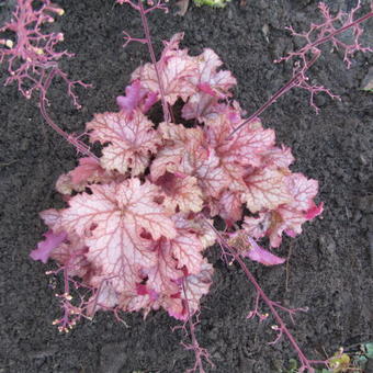 Heuchera 'Penelope'