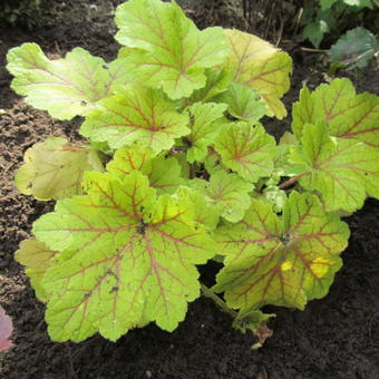 Heuchera 'Electra'