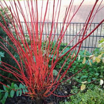 Cornus alba 'Sibirica'