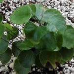 Adiantum reniforme - Venushaar