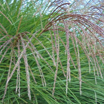 Miscanthus sinensis 'Gracillimus'