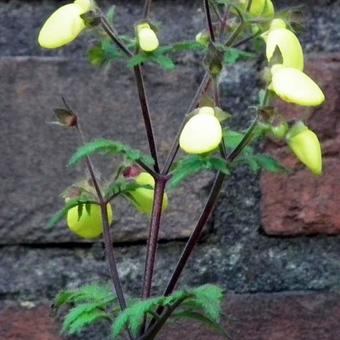 Calceolaria mexicana