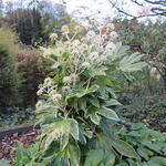 Fatsia japonica 'Spider's Web' - Vingerplant - Fatsia japonica 'Spider's Web'