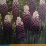 Muscari latifolium 'Grape Ice' - Druifhyacint, Blauwe druifjes