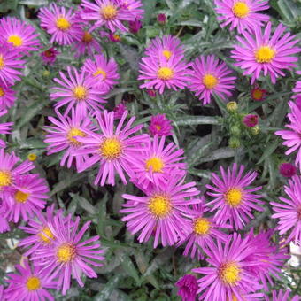 Aster