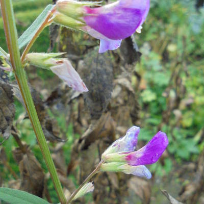 Vogelwikke - Vicia cracca