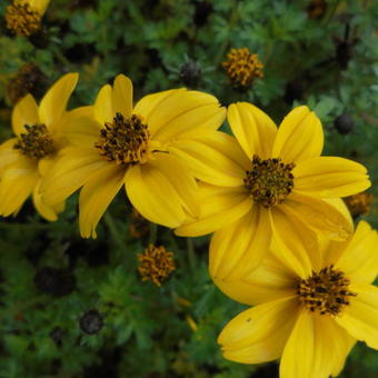 Bidens ferulifolia