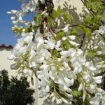 Wisteria brachybotrys 'Shiro Kapitan Fuji' - Blauwe regen