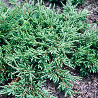 Juniperus communis 'Repanda'