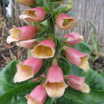 Digitalis 'POLKADOT Pippa' - Vingerhoedskruid