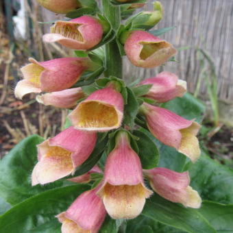 Digitalis 'POLKADOT Pippa'