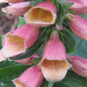 Digitalis 'POLKADOT Pippa'