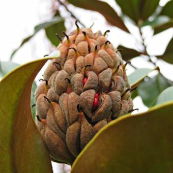 Magnolia grandiflora