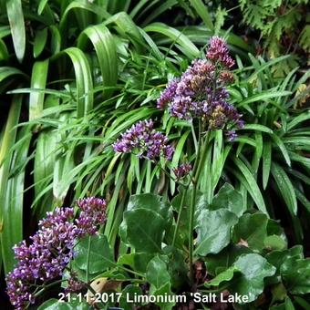 Limonium 'Salt Lake'