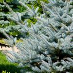 Picea pungens 'Super Blue Seedling' - Kerstboom - Blauwspar