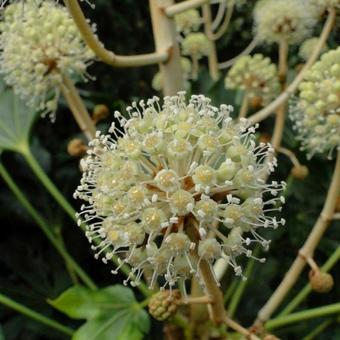 Fatsia japonica