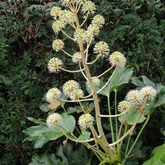 Fatsia japonica